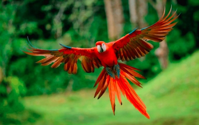 hybrid bird illustration