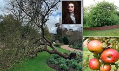 isaac newton apple tree