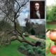 isaac newton apple tree