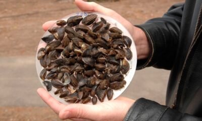 zebra mussels river