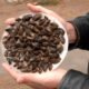zebra mussels river