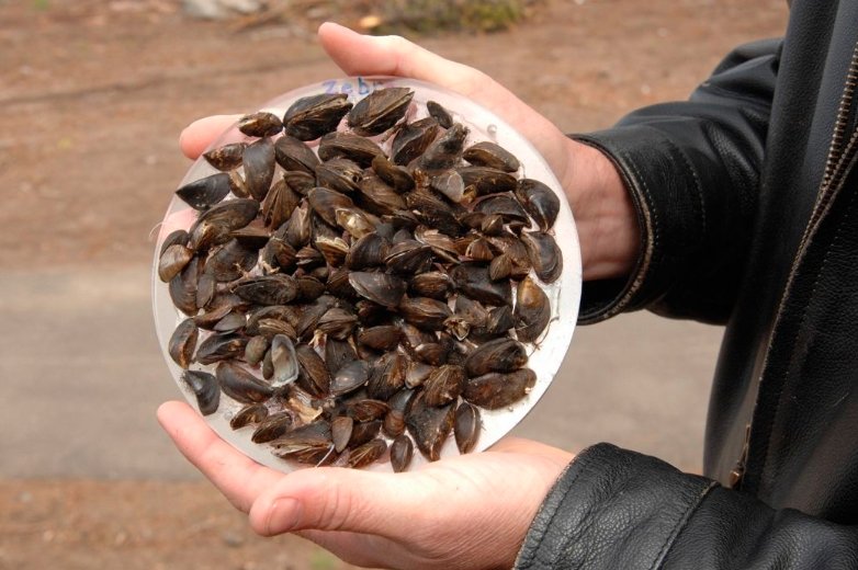 zebra mussels river