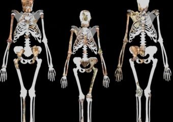 Australopithecus sediba fossil