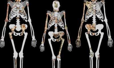 Australopithecus sediba fossil