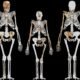 Australopithecus sediba fossil