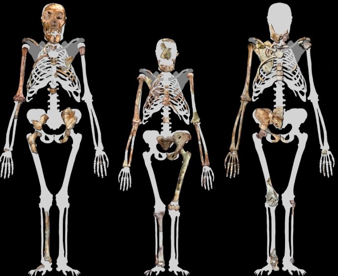 Australopithecus sediba fossil