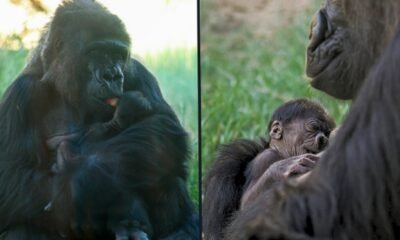 Cheyenne Mountain Zoo baby gorilla