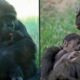 Cheyenne Mountain Zoo baby gorilla