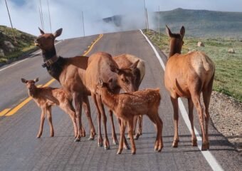 Colorado deer crossing road
