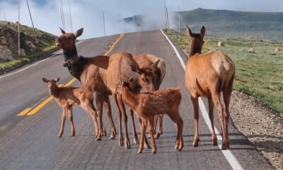 Colorado deer crossing road