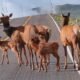 Colorado deer crossing road