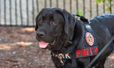 Colorado fire K9 dog