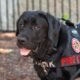 Colorado fire K9 dog