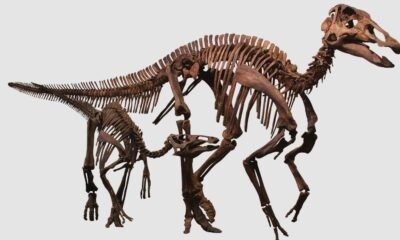 Edmontosaurus annectens fossil