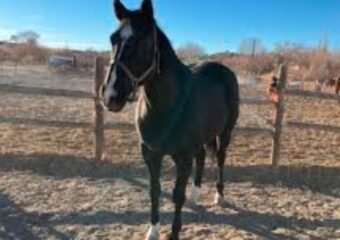 Scott Flores animal cruelty Colorado