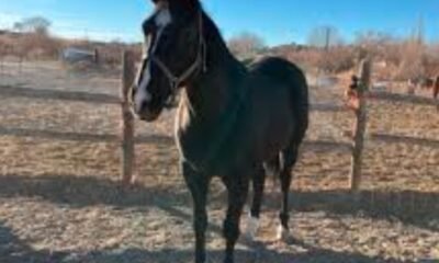 Scott Flores animal cruelty Colorado