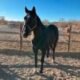 Scott Flores animal cruelty Colorado