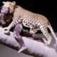 ancient human fossils leopard bite