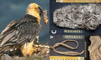 ancient woven sandal vulture nest