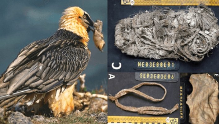 ancient woven sandal vulture nest