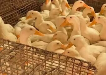 avian influenza farm ducks