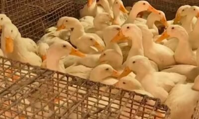 avian influenza farm ducks