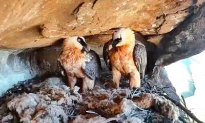bearded vulture nest artifacts