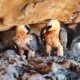 bearded vulture nest artifacts