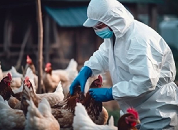 bird flu outbreak Indiana farm
