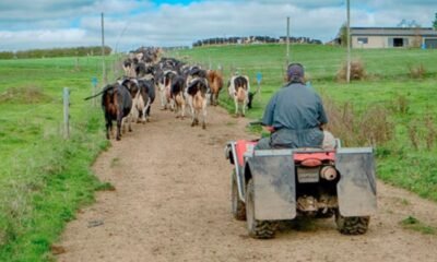 dairy farm accident