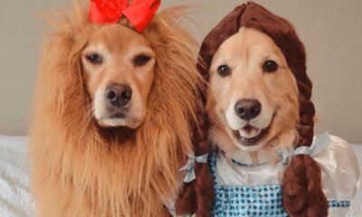 dogs in halloween costumes