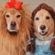 dogs in halloween costumes