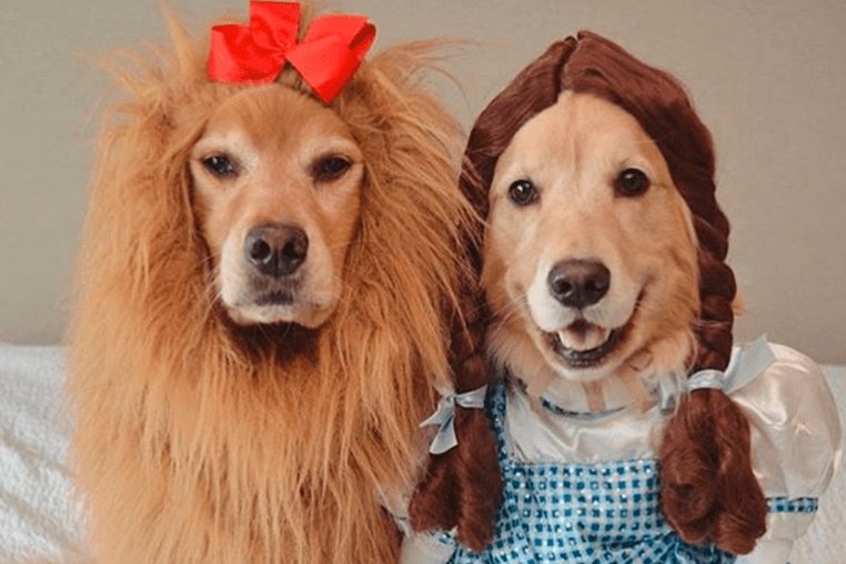dogs in halloween costumes