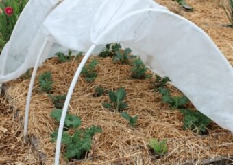 frost protected garden plants