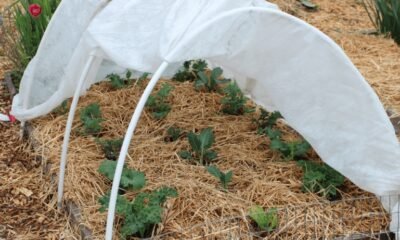 frost protected garden plants
