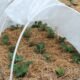 frost protected garden plants