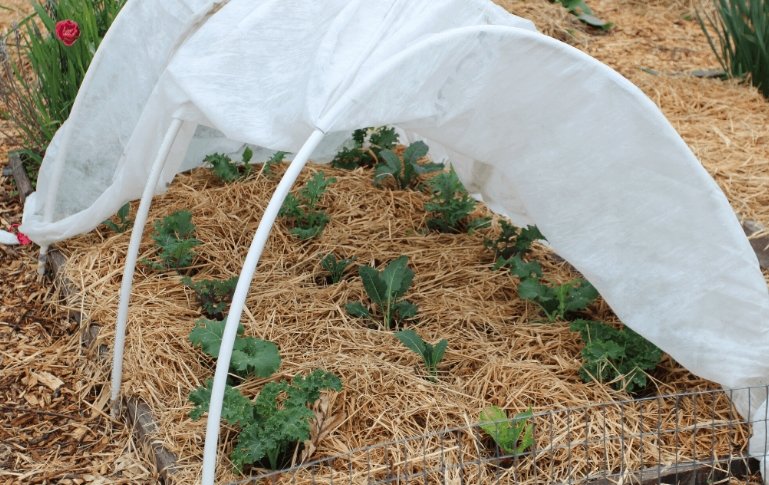 frost protected garden plants