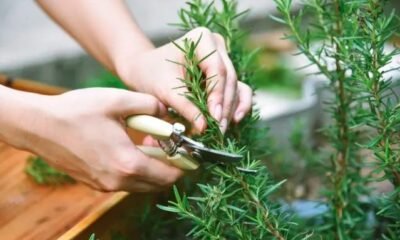 indoor plants winter care