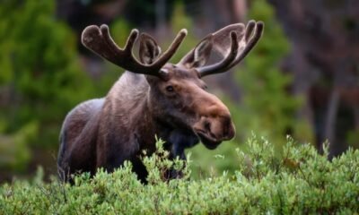 moose rescue operation Colorado