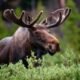 moose rescue operation Colorado