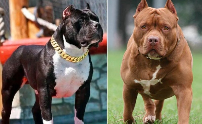 pitbull awareness license plate