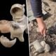 Ancient Ram Teapot Found Near Armageddon