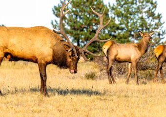 Colorado big game winter range