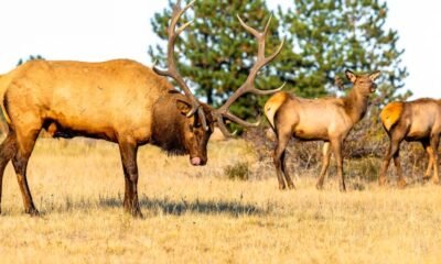 Colorado big game winter range