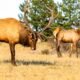 Colorado big game winter range