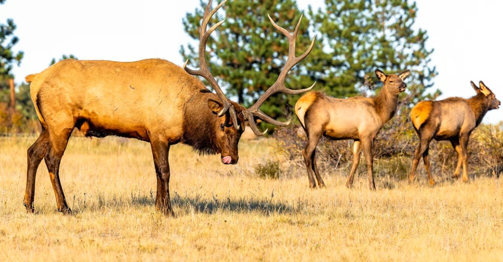 Colorado big game winter range