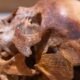 ancient skull archaeology