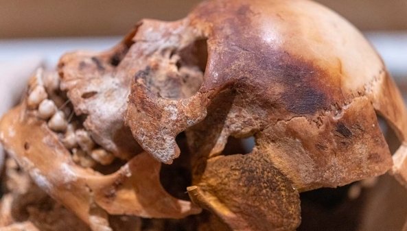 ancient skull archaeology