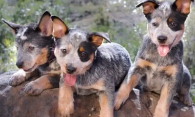 cute cattle dog puppy
