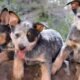 cute cattle dog puppy